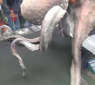 Meeresmuseum Stralsund