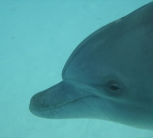 So nahe an der Kamera vorbei