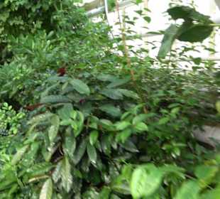 Gewächshäuser Botanischer Garten
