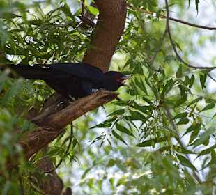 Männlicher asiatischer Koel