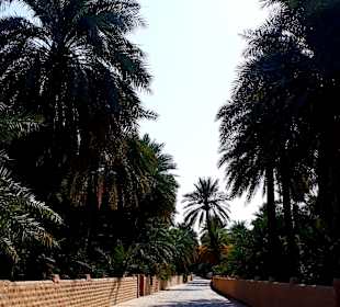 Al Ain Oase