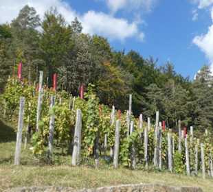 Ramsthal: am terroir f