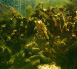 Seepferdschen in Natur