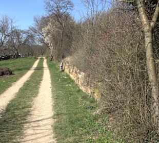 Premiumwanderweg "hochgeblickt"