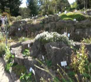 Alpinum