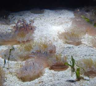 California Academy of Sciences