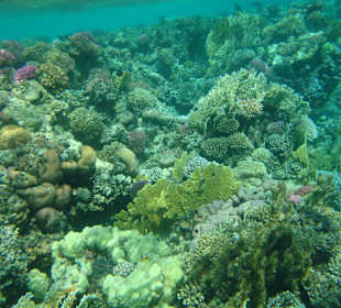 Rafa przy plaży Al Malikia