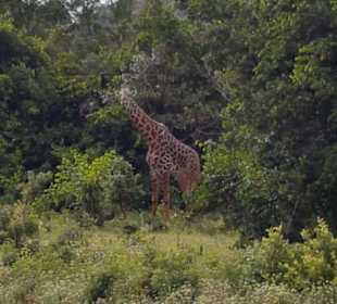 Shimba Hills