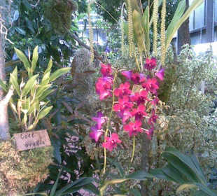 Orchideenausstellung