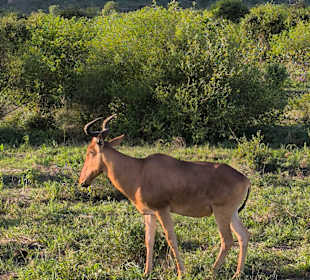 Kuh Antilope 