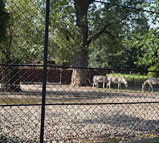 Zoo