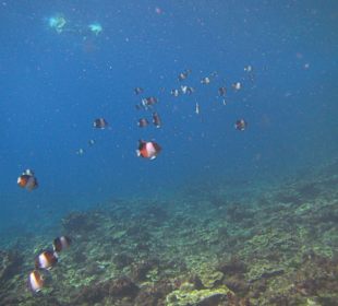 Andaman Snorkel Discovery