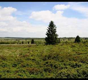 Im Hohen Venn - Hilltal