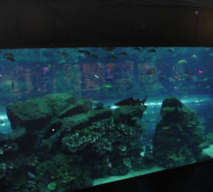 Aquarium in der Dubai Mall