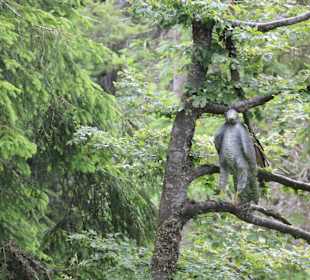Лесной маршрут: найди тетерева