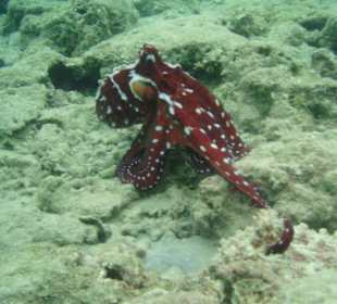 Hausriff Fort Arabesque