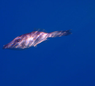 Besenschwanz-Feilenfisch