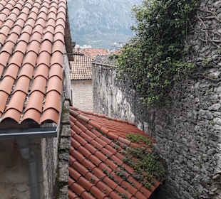 Kotor
