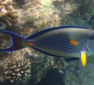 Schnorcheln Sahl Hasheesh