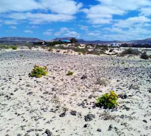 Strand La Concha in Cotillo