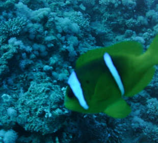 Beim tauchen am Hausriff