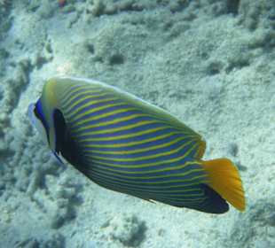 Schön - nicht wahr?