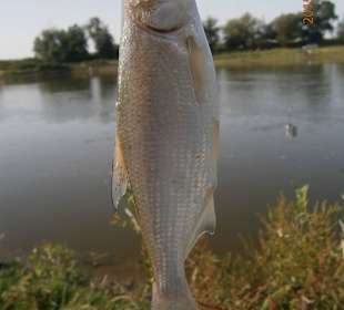 Vimba from the Mures 