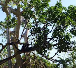 Xcaret