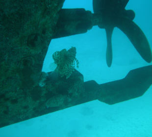 Schnorcheln Makadi Bay