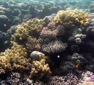 Schnorcheln am Hausriff