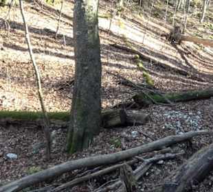 Wandertour Eppenzill