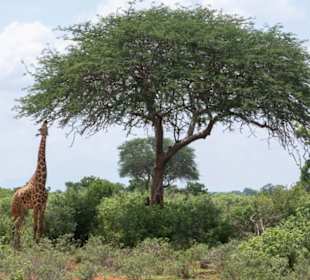 Tsavo East