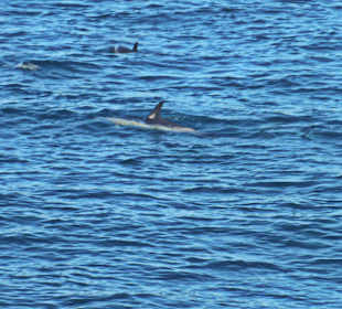 Delfine im Meer vor Gibraltar