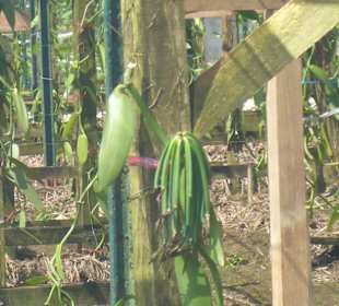 Vanilleplantage Saint Aubin