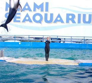 Delphin und "Killerwal" show