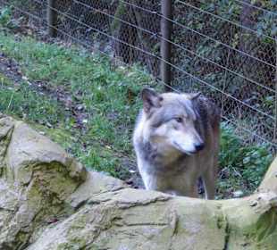 Wildparkimpressionen