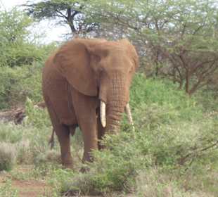 Elefant querte direkt vor uns die Straße