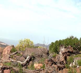 Roślinność Gór Gran Canaria