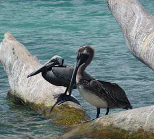 Baumstamm mitten im Meer