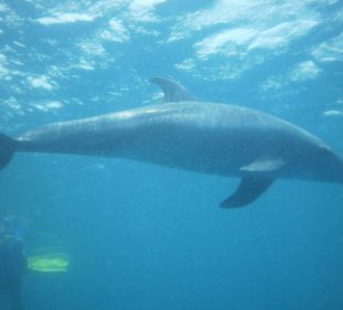 Am 2.Tag der 1. Delfin