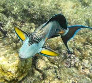 Faszinierende Unterwasserwelt