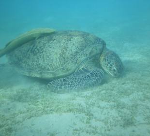 Schildkröte in der Mubarack Bucht