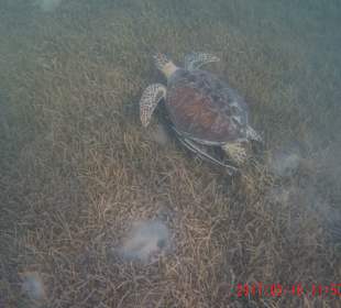 Schnorcheln Caribbean World Resorts Soma Bay