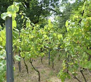 Spaziergang durch den Aachener Stadtgarten