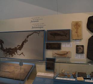 Dinosaurier-Skelette im Royal Ontario Museum