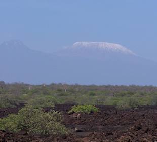 Kili vom Amboseli Park aus gesehen