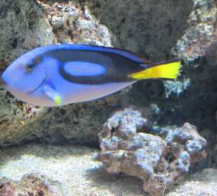 Exotická ryba
