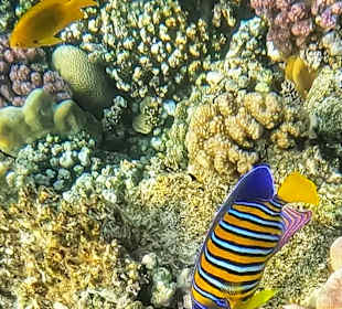 Schnorcheln Coraya Bay Marsa Alam