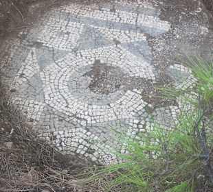 Mosaik unter dem Waldboden