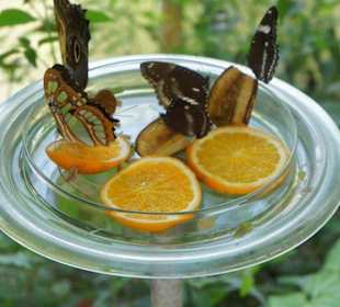 Motyle w swoim pawilonie